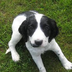 Field Trial spaniel Sally