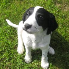 Field Trial spaniel Sally