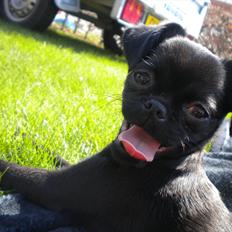 Griffon petit brabancon Milo