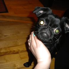 Griffon petit brabancon Milo