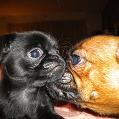 Griffon petit brabancon Milo