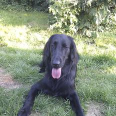 Flat coated retriever revage