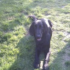 Flat coated retriever revage
