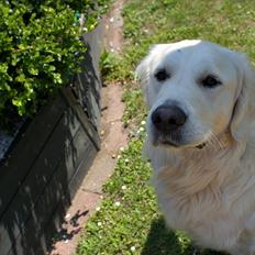 Golden retriever | Buller