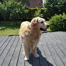 Golden retriever | Malde