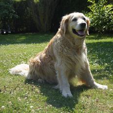 Golden retriever | Malde