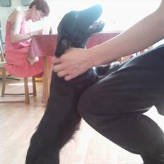 Blanding af racer Bonni 