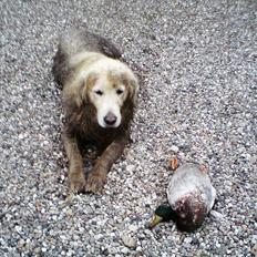 Golden retriever .* Prinsen *.