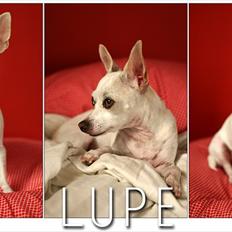 Chihuahua Guadalupe (Lupe)