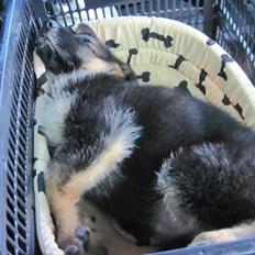 Schæferhund Team Marlboro Paik (Rex)