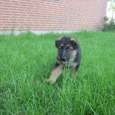 Schæferhund Team Marlboro Paik (Rex)