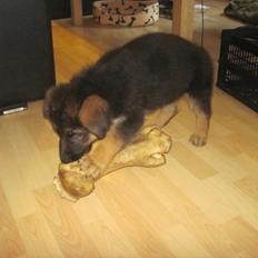 Schæferhund Team Marlboro Paik (Rex)