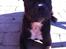Staffordshire bull terrier Albert