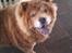 Chow chow basse