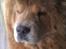 Chow chow basse