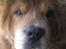 Chow chow basse