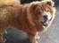 Chow chow basse