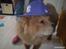 Chow chow basse