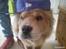 Chow chow basse