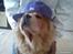 Chow chow basse