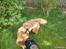 Chow chow basse