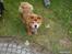 Chow chow basse