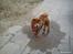 Chow chow basse