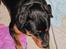 Rottweiler Rambo