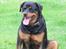 Rottweiler Rambo