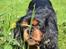 Cavalier king charles spaniel Johnny - Skatten<3