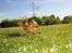Blanding af racer Chihuahua/Dværgpinscher *~ Paya ~* R.I.P - Wehuu - Fuld fart frem!
Jeg kan nemlig flyyyve! :oD
Juli 2011