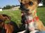 Chihuahua *~ Shika ~* R.I.P - Mon man kan nasse sig til en godbid, hvis man ser ekstra sød ud? ;o)
Juli 2011