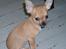 Chihuahua koda's KATA