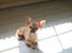 Chihuahua koda's KATA - blev der sagt kata???
