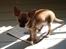 Chihuahua koda's KATA - koda flyttede min avis over i solen...