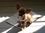 Chihuahua koda's KATA - det var koda "moar"
