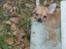 Chihuahua koda's KATA - her er nu meget godt at være:)