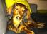 Dværggravhund Berta