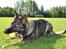 Schæferhund Team Kenzally Bascha - Bascha og hendes elskede bold..