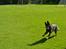 Schæferhund Team Kenzally Bascha - Bascha i fuld firspring