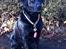Labrador retriever Bella