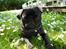 Mops Cloe