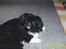 Pekingeser Rocky