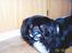 Pekingeser Rocky