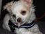 Chihuahua Luffe