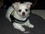 Chihuahua Luffe