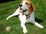 Beagle Mads / Fairytosh Mc. Cafferty - Velkommen til Mads' Profil =)
(Fotograf: Mig. 06.07.11)