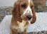 Cocker spaniel Bacio