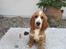Cocker spaniel Bacio