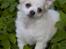 Chihuahua Luffe